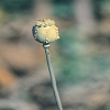 Plants: image2 129 Of 208 Thumb